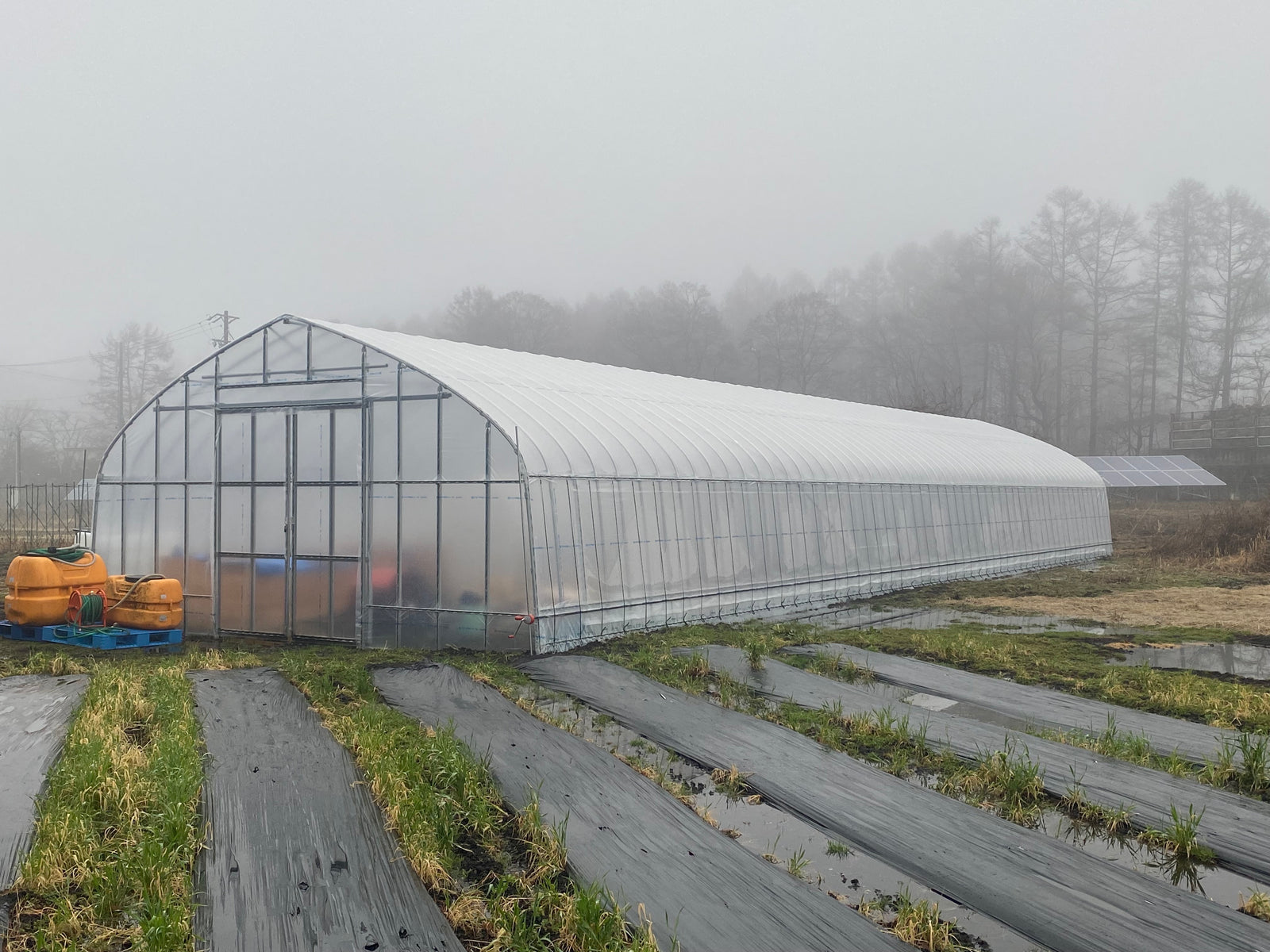 
                  今年はハウスでも作ります！
                