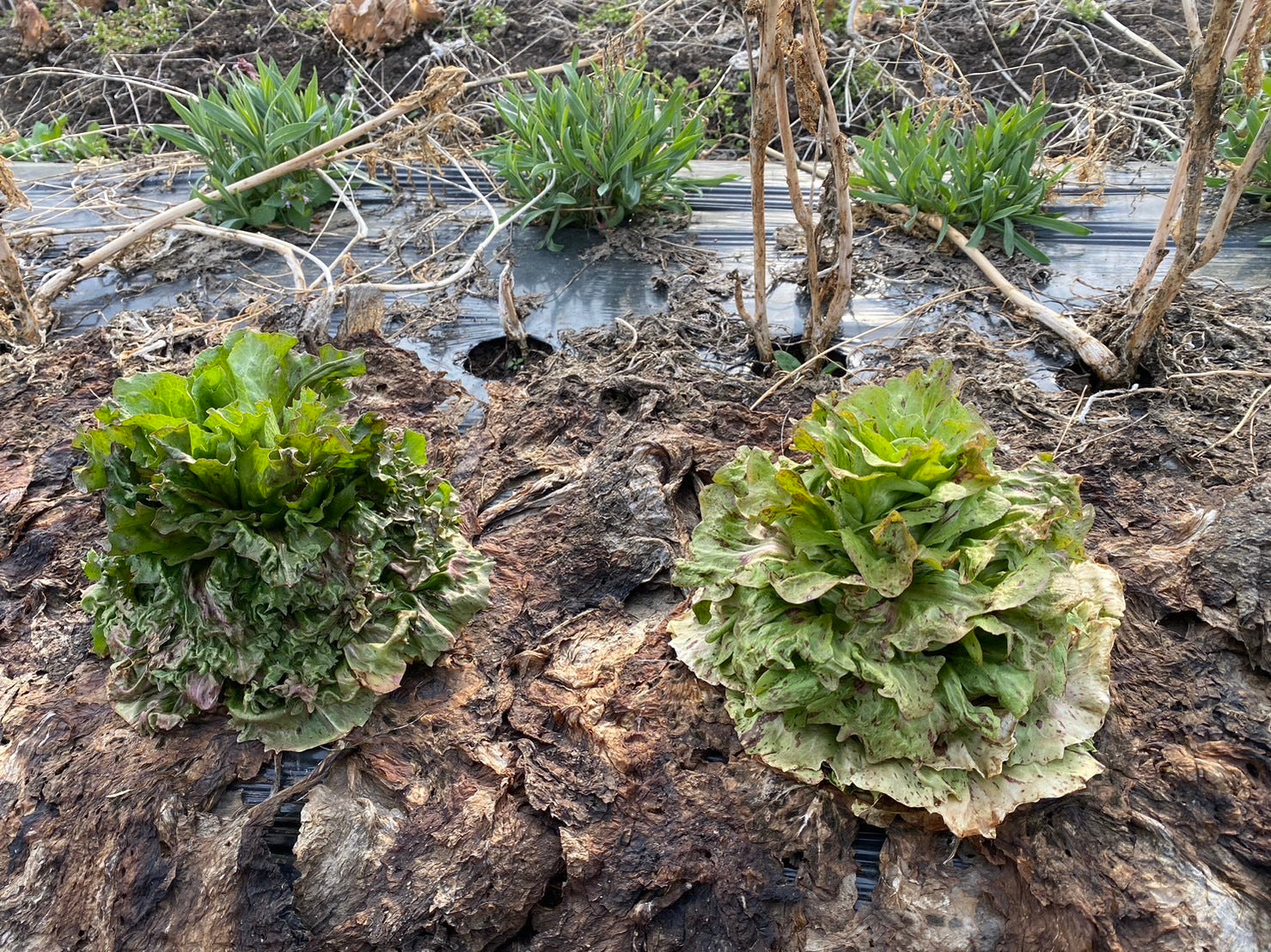 
                  収穫始まりました
                