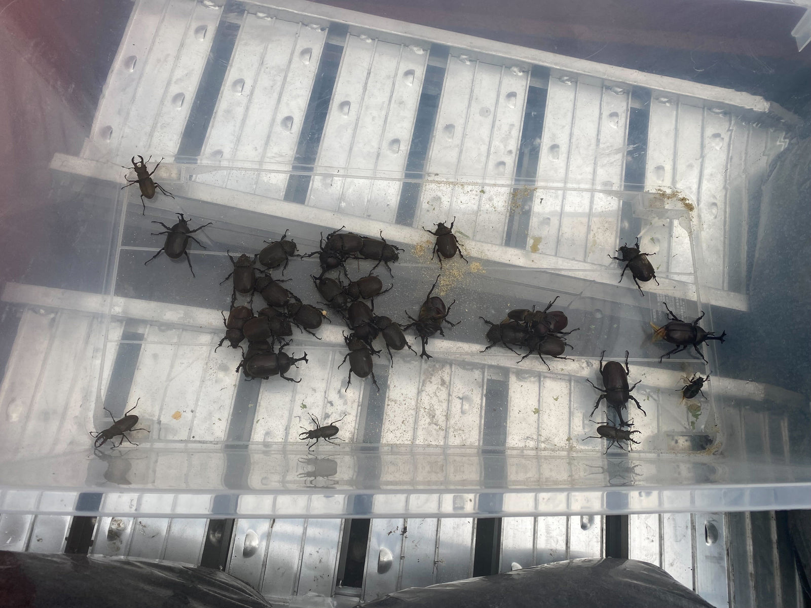 
                  カブトムシやクワガタが採れたので、販売します（終了しました）
                